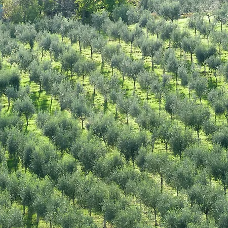 In Umbria Near Vineyards 기아노델움브리아